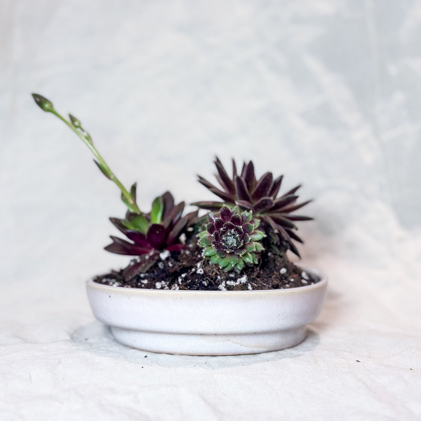 Planter