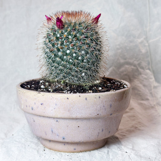Planter