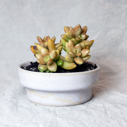 Planter