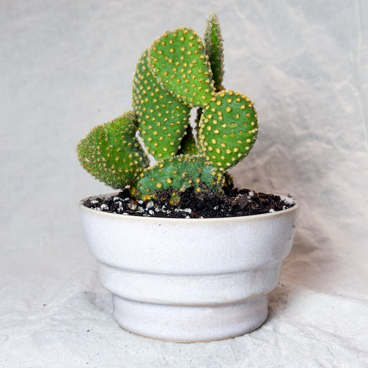 Planter